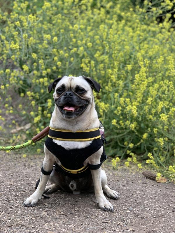/images/uploads/pug nation rescue of los angeles/pugnation2021/entries/15141thumb.jpg